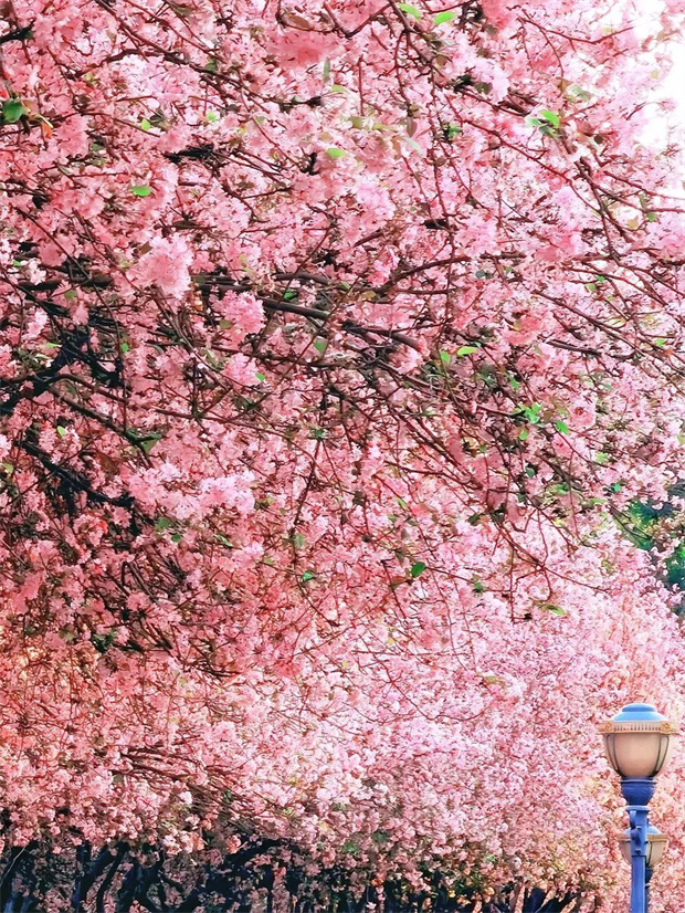 云南旅游,云南旅行社,云南團建公司,云南會議公司,云南策劃公司,昆明旅游,昆明旅行社,昆明團建公司,昆明策劃公司：146天“超長春季”！進來解鎖昆明踏春撒歡指南